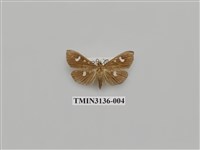 藏品(螟蛾264)的圖片